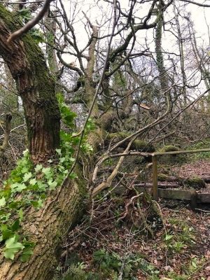 Roundball Wood Closed due to storm damage